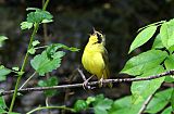 Kentucky Warbler